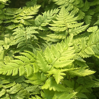 Polystichum rigens